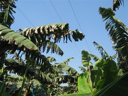 Kina-2004-101