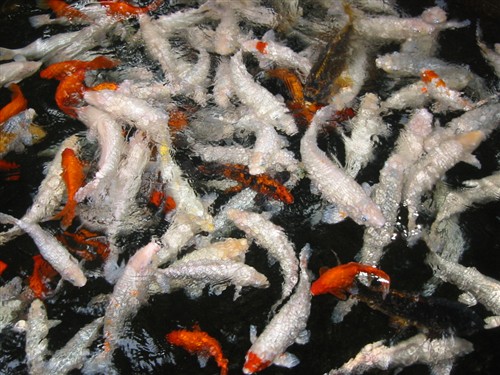 Kina-2004-69