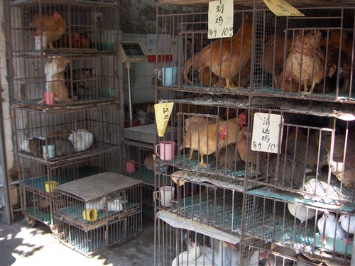 Kina-2004-80